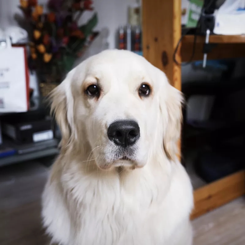 新手养金毛养幼犬好还是成犬好,新手养金毛合适还是阿拉斯加合适