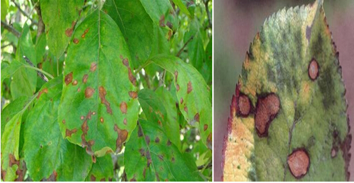 苹果树褐斑病的最佳治疗方法,如何预防和治疗苹果褐斑病