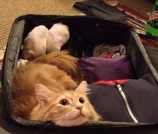 安检行李箱有只猫,网友在机场安检发现行李箱里的猫