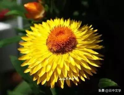 花语大全100种花图片,100种花的花语太全了