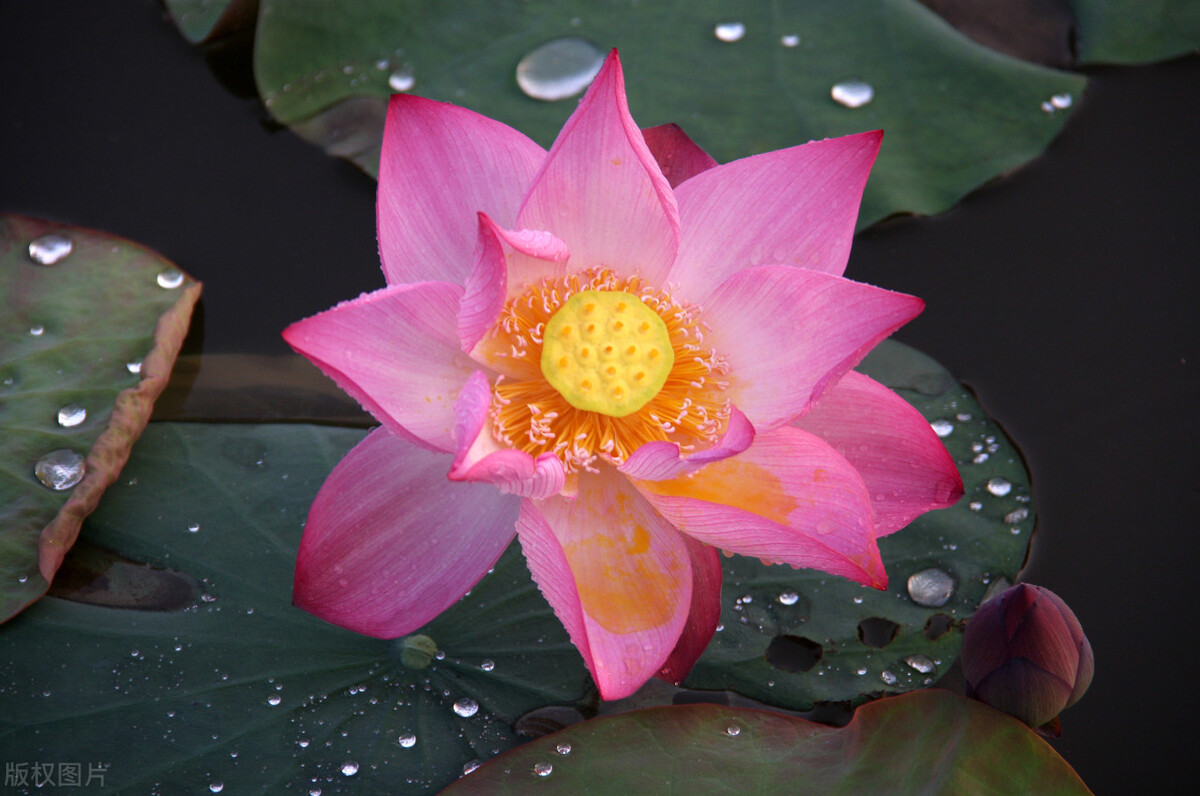 格律诗的格和律什么区别,格律诗的基本规则是什么