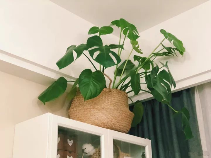 10种好养的花草,这些绿植养在家里高级又实用