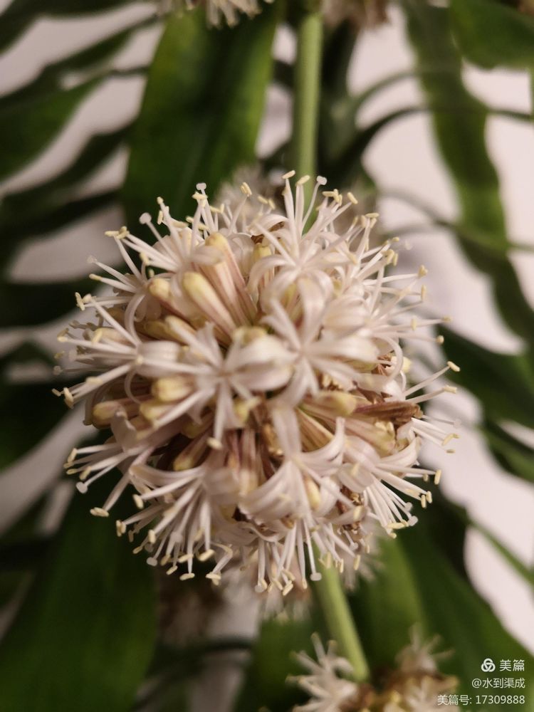 巴西木是满屋花香吗,巴西木花香有毒吗