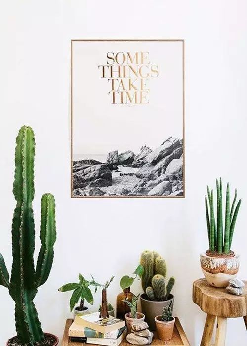 吸甲醛吸苯植物十大排行榜,什么绿色植物吸甲醛和苯