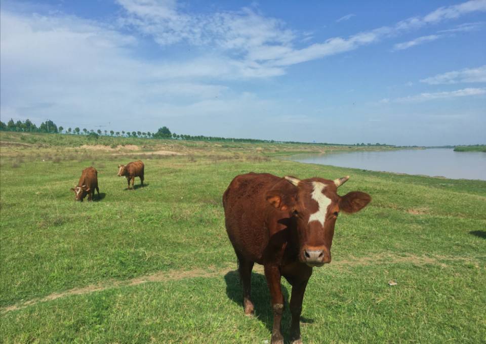 农村这两个养殖项目年收入十几万，我要回乡创业选哪个更好？