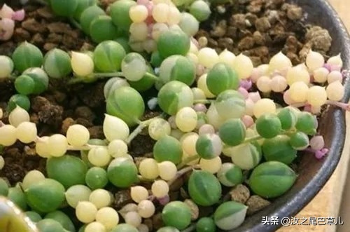 多肉佛珠可以放卧室吗,多肉佛珠可以放在鱼缸里吗