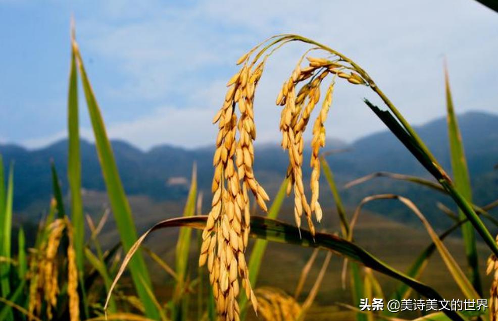 坐南朝北吃西瓜下联是什么,坐南朝北吃西瓜皮往东甩的下一句