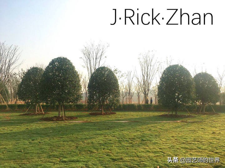 怎么种植草坪不长杂草,如何养好草坪