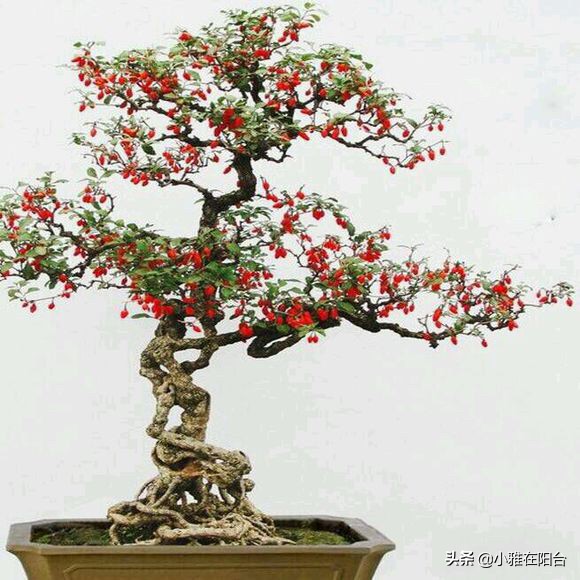 枸杞盆景扦插好活吗,枸杞盆景能否扦插