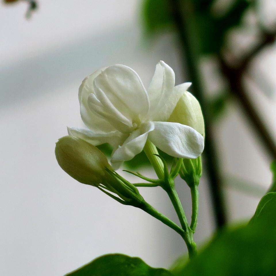 春天养茉莉花，压条“繁殖”效果好，省事又省力，花香飘满屋！