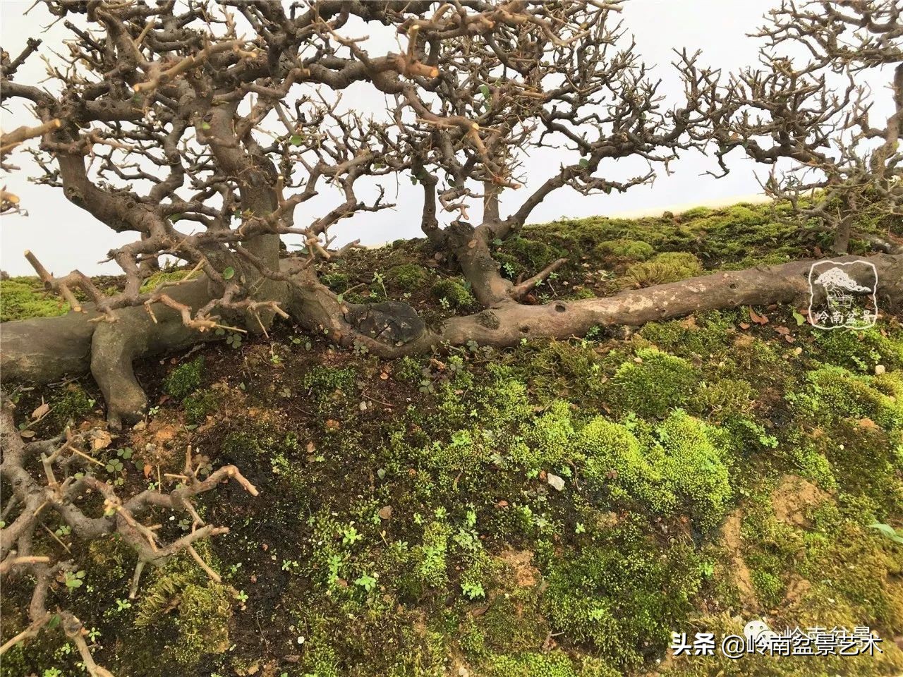 精品雀梅盆景名称,值得收藏的盆景作品欣赏