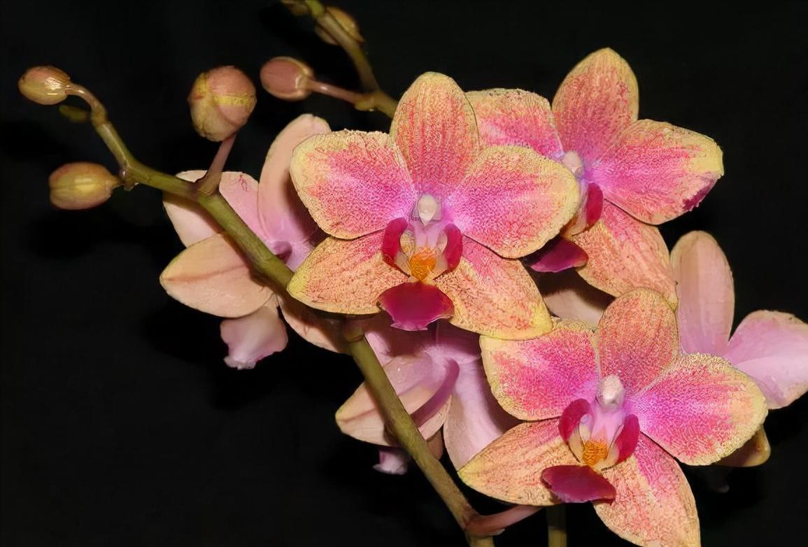 鍏拌姳绉嶇被鍥鹃壌,鐪嬭姦澶磋鲸鍏拌姳绉嶇被