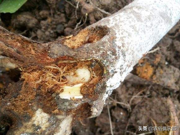 农村最常见的三种害虫,在农村有哪些害虫