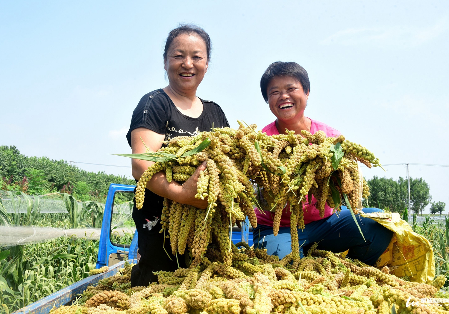 谷子种植，了解好谷子生长发育的需求，满足所需才能长得好