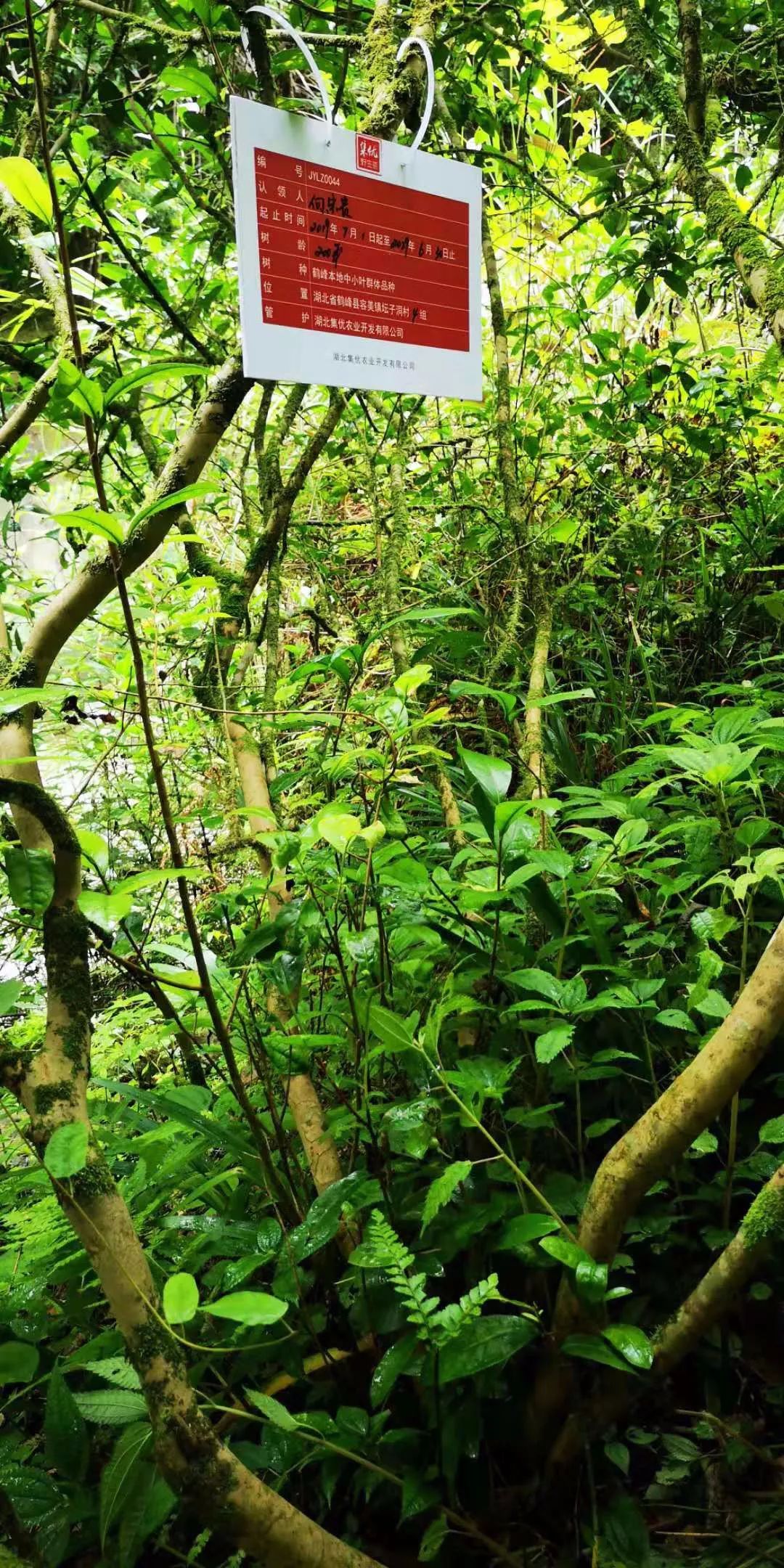 恩施鹤峰大峡谷攻略,恩施鹤峰旅游攻略一天