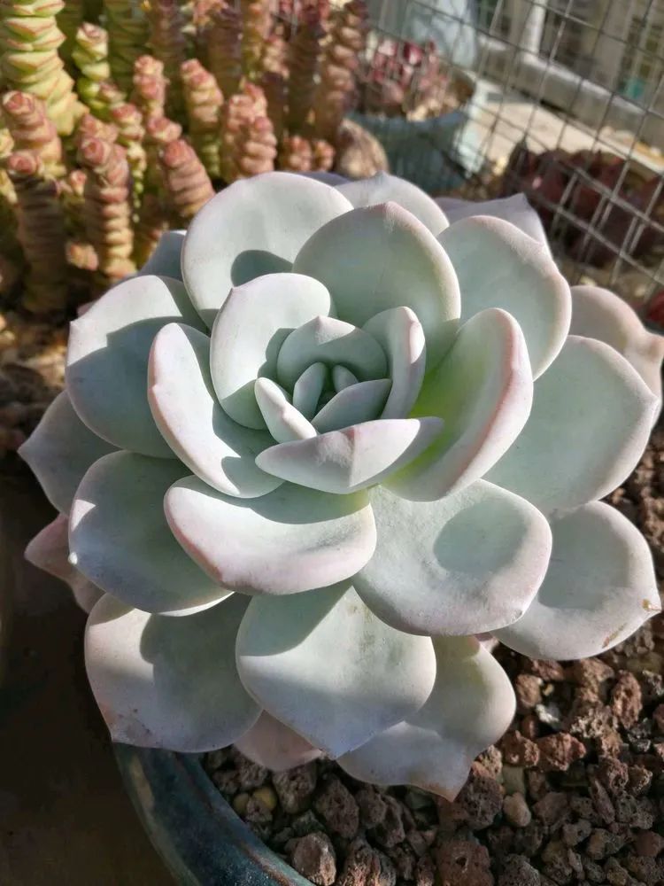 适合从小养到大的多肉,由小到大由浅入深