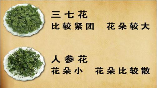 怎么分辨三七花和人参花,三七花和三七花有什么区别