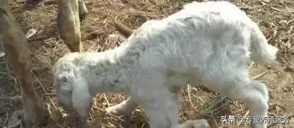 羔羊腿软站不起来与三种疾病有关,羔羊腿软站不起来怎么治疗