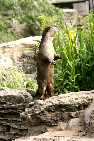 上海野生动物园小爪水獭,北京动物园的小爪水獭