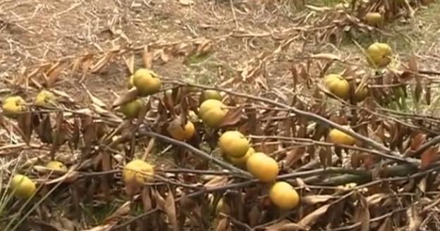 果树被别人砍一棵赔偿案例,广西大量果树被砍