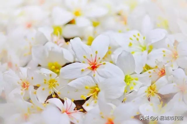 从化旅游景点大全樱花,从化樱花旅游景点