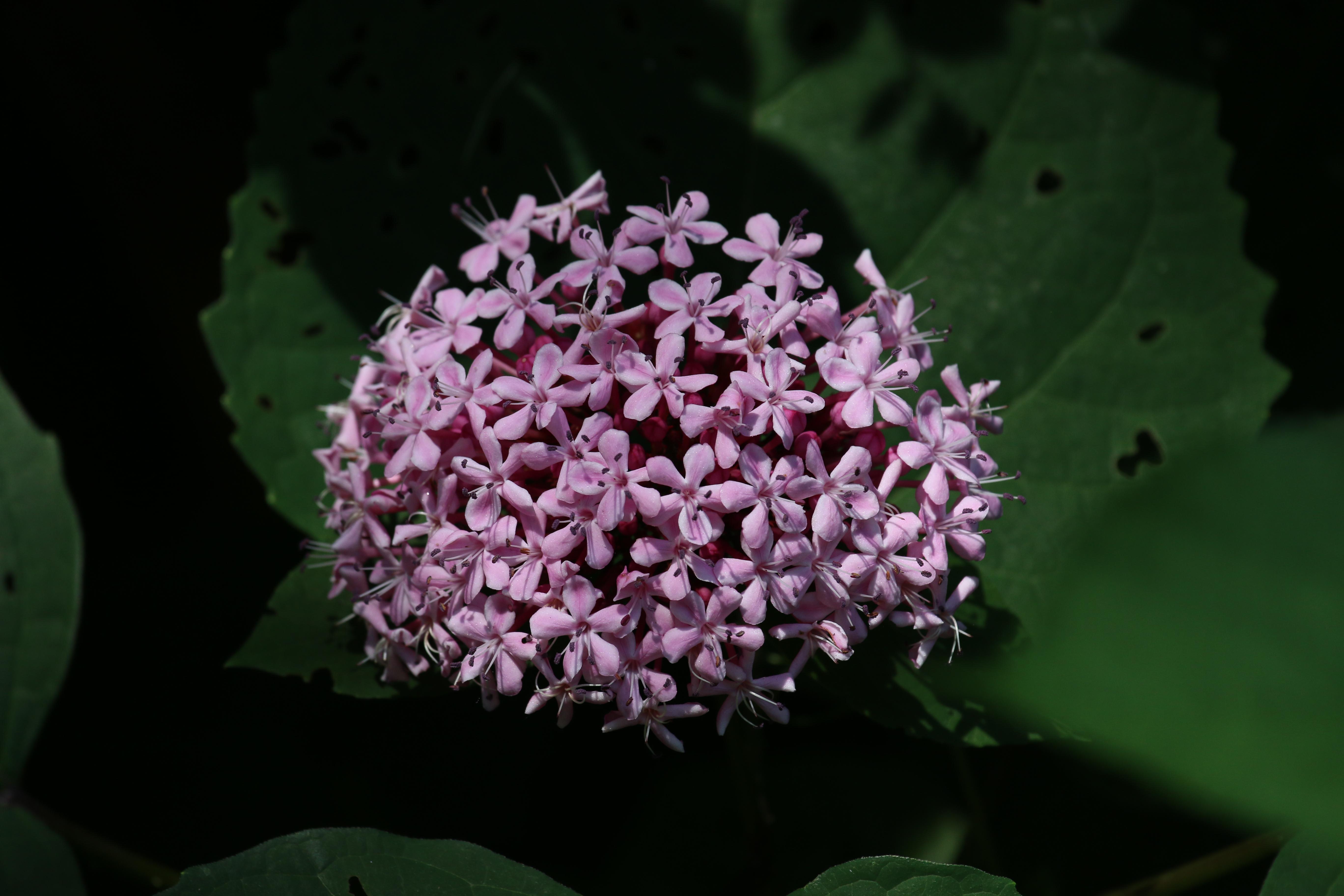 臭黄荆植物,臭鸡屎藤学名