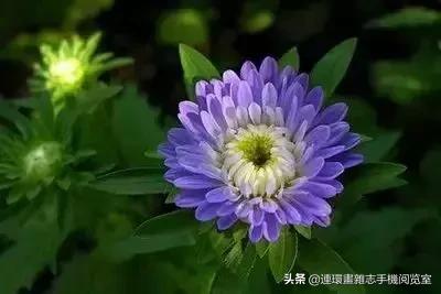 各种花的花语文案,花的花语100种