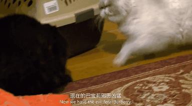 打猫可以纠正猫的坏行为吗,猫犯错了可以关起来吗