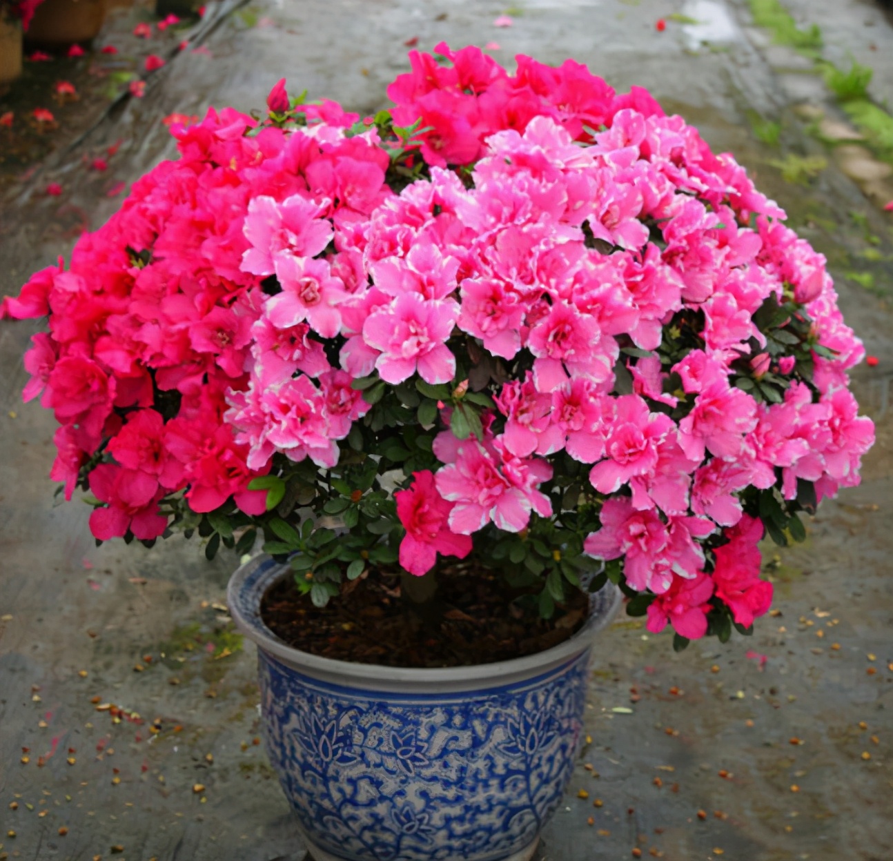 杜鹃花过年能摆放吗,杜鹃花过年