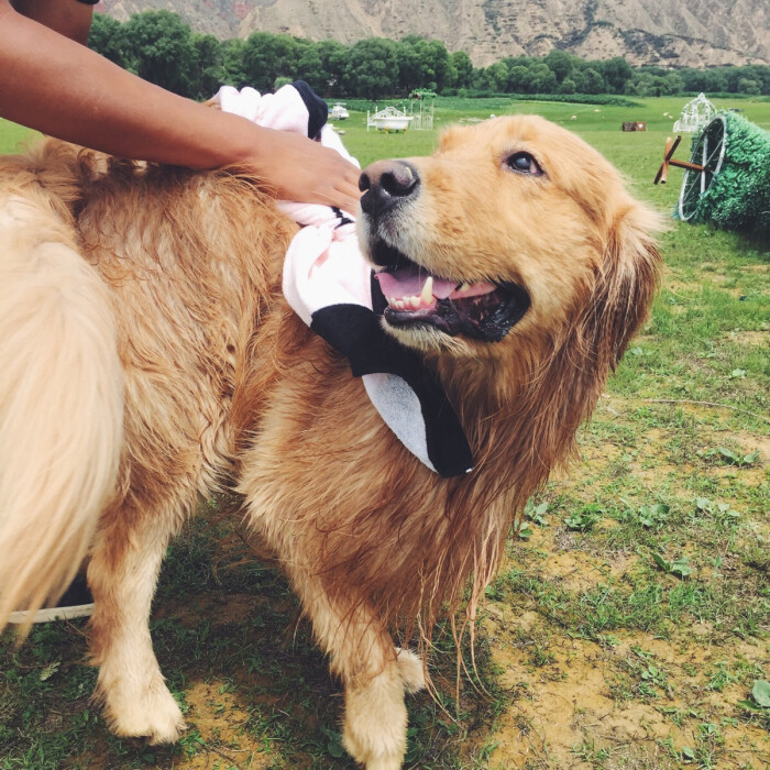 金毛为什么总是拉软便,一个月金毛拉软便怎么办