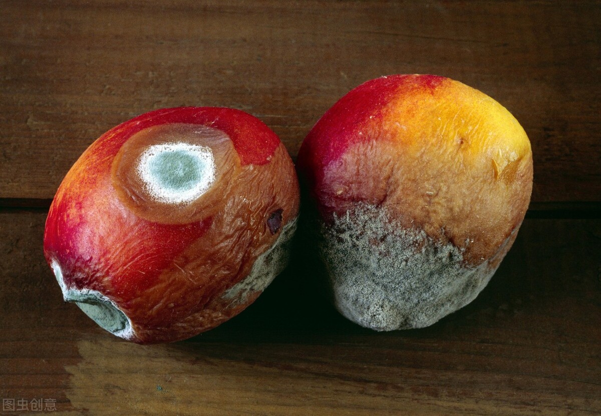 吃发霉馒头是真菌感染吗,水果发霉的霉菌传染吗