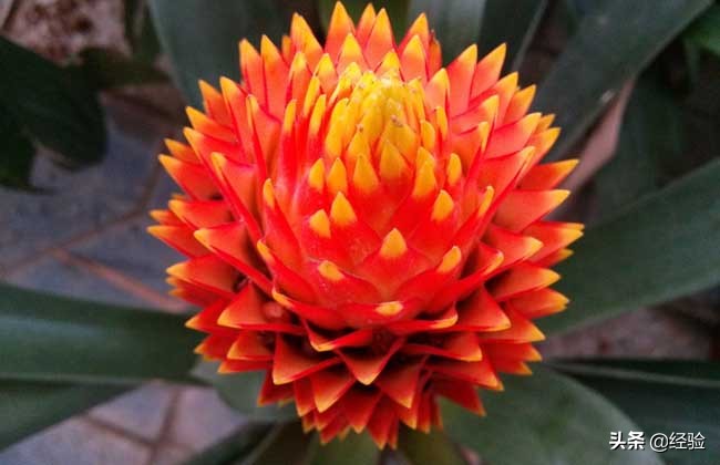 凤梨花叶子发黄怎么办,凤梨花叶子发黄枯萎怎么办