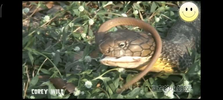 如何防止毒蛇靠近,毒蛇最怕什么毒蛇的克星是什么