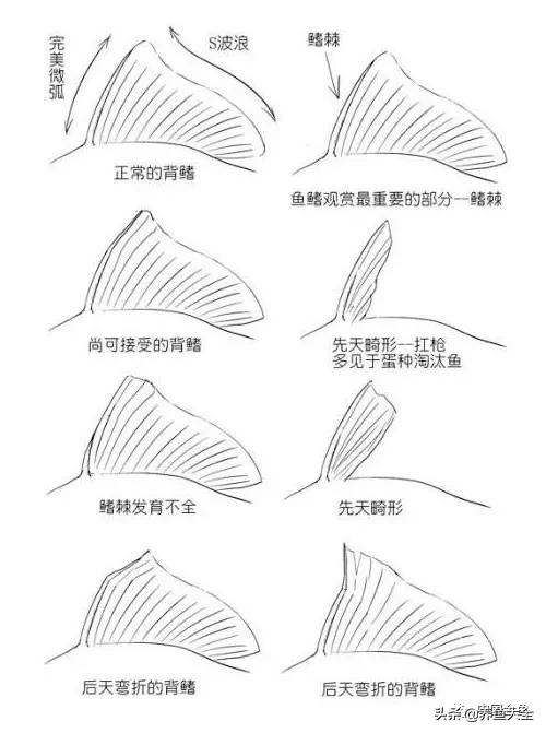 金鱼要怎样买才不会被坑,买金鱼的时候如何选才好