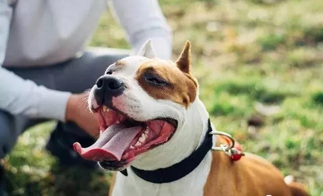 狗狗磨牙玩具玩不坏,狗狗磨牙玩具不伤牙