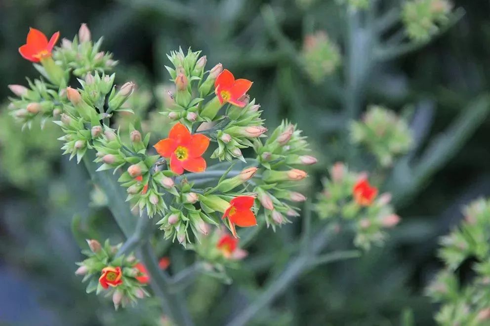 长寿花这个名字的由来是什么,长寿花因为什么而得名