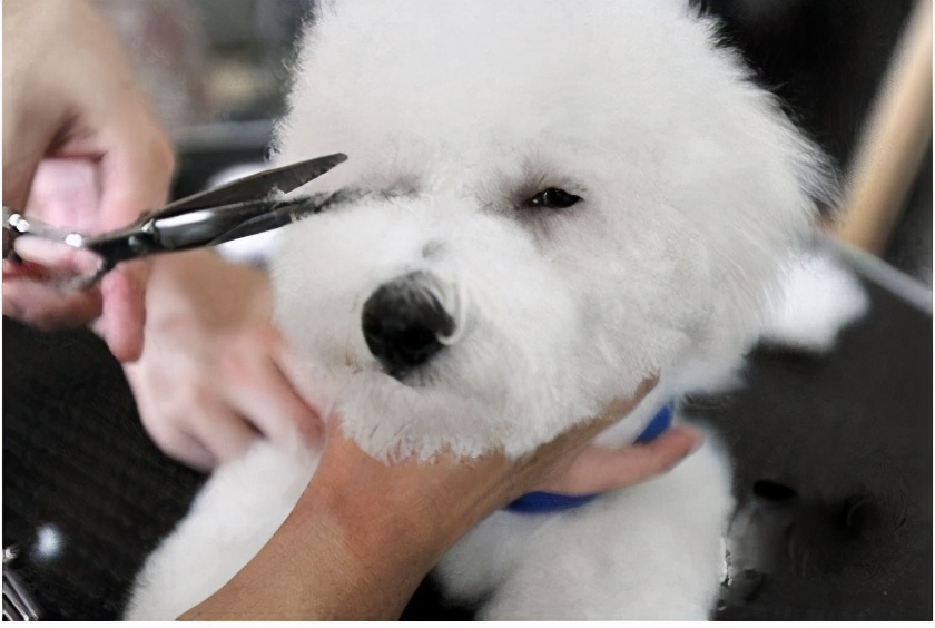 比熊犬为什么有水锈,比熊犬泪痕比较重怎么治