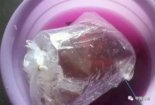 家庭金鱼养殖技术视频教程,家庭饲养金鱼攻略养鱼容器的选择