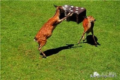 日本东京新宿亲子游自由行攻略,日本亲子游走关东还是关西