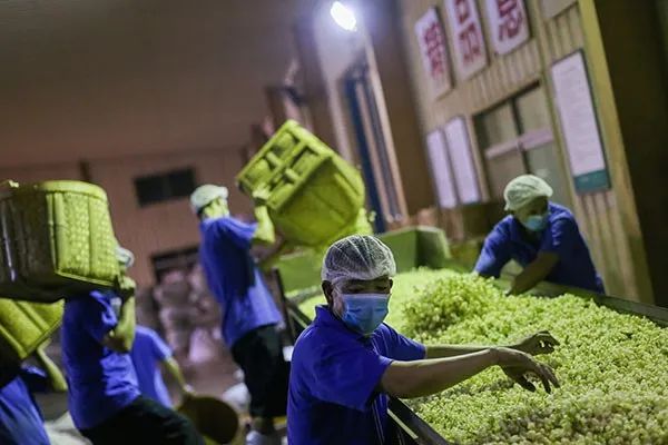 世界非遗福州茉莉花茶窨制工艺,福州茉莉花茶保护区