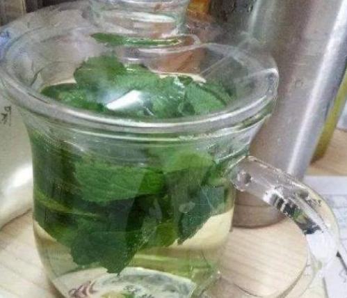 什么薄荷适合盆栽养殖呢,家养薄荷养殖方法