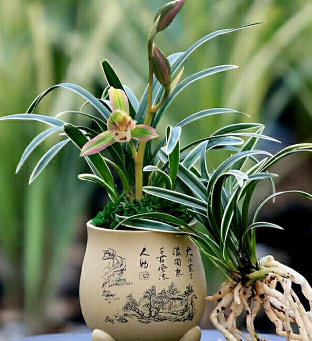 此兰只应“天上”有，人间哪得几回闻，一花双色，很多人没见过