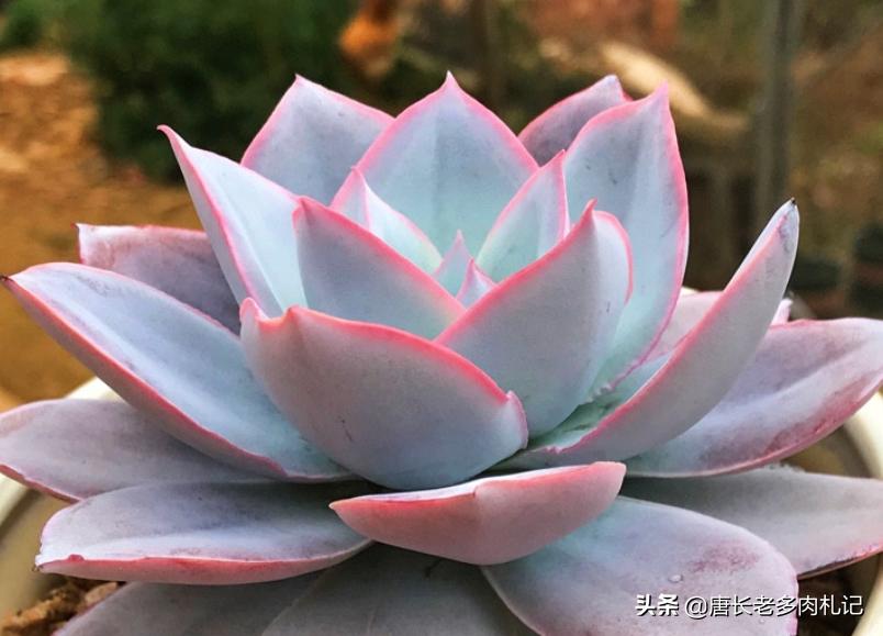 几款好看的厚叶型多肉,超大型多肉薄叶三仙广寒宫