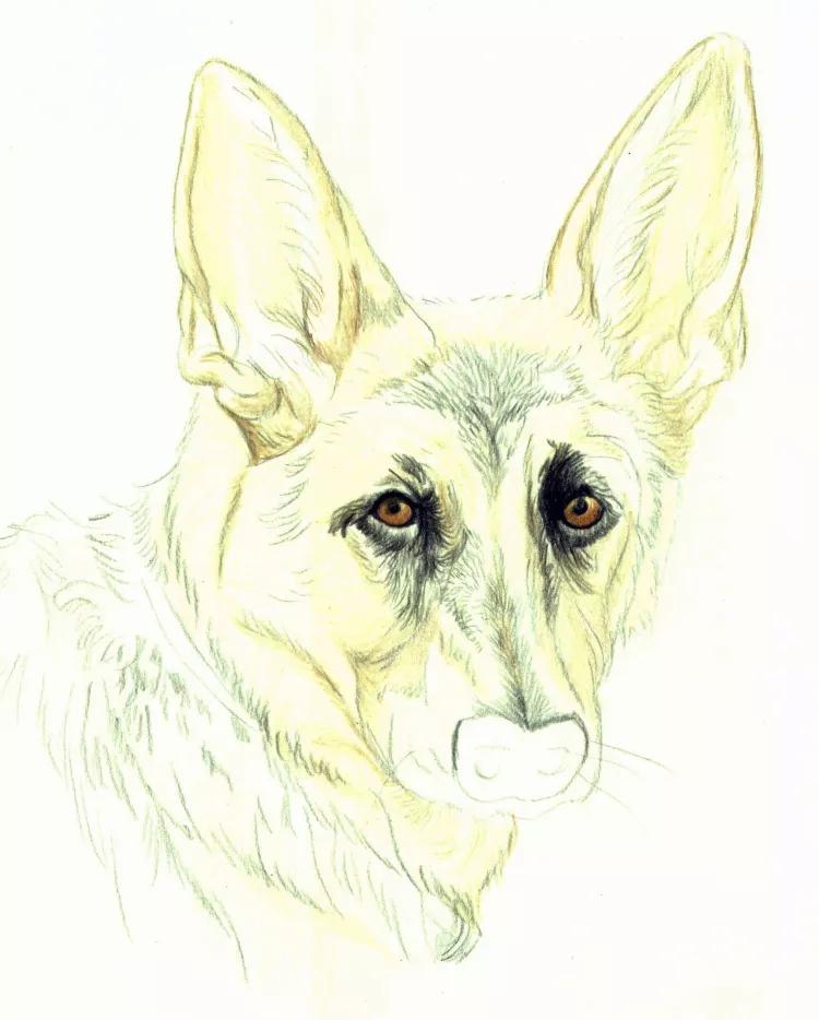 德国牧羊犬绘画教程,德国牧羊犬素描画