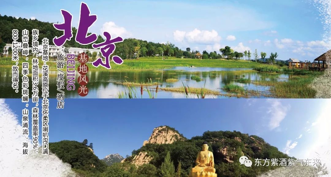 桑椹酒哪的产地最好最正宗,东方紫甜桑葚