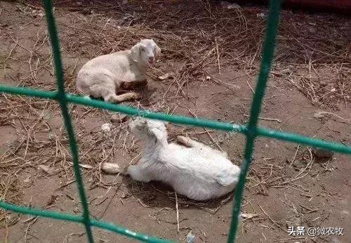 羊传染性脓疱病治疗方法,羊传染性角膜结膜炎治疗方法