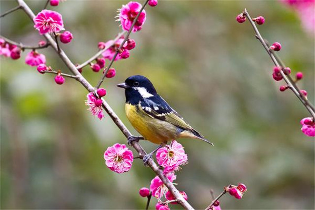 对仗手法口诀大全,对仗的技巧和方法