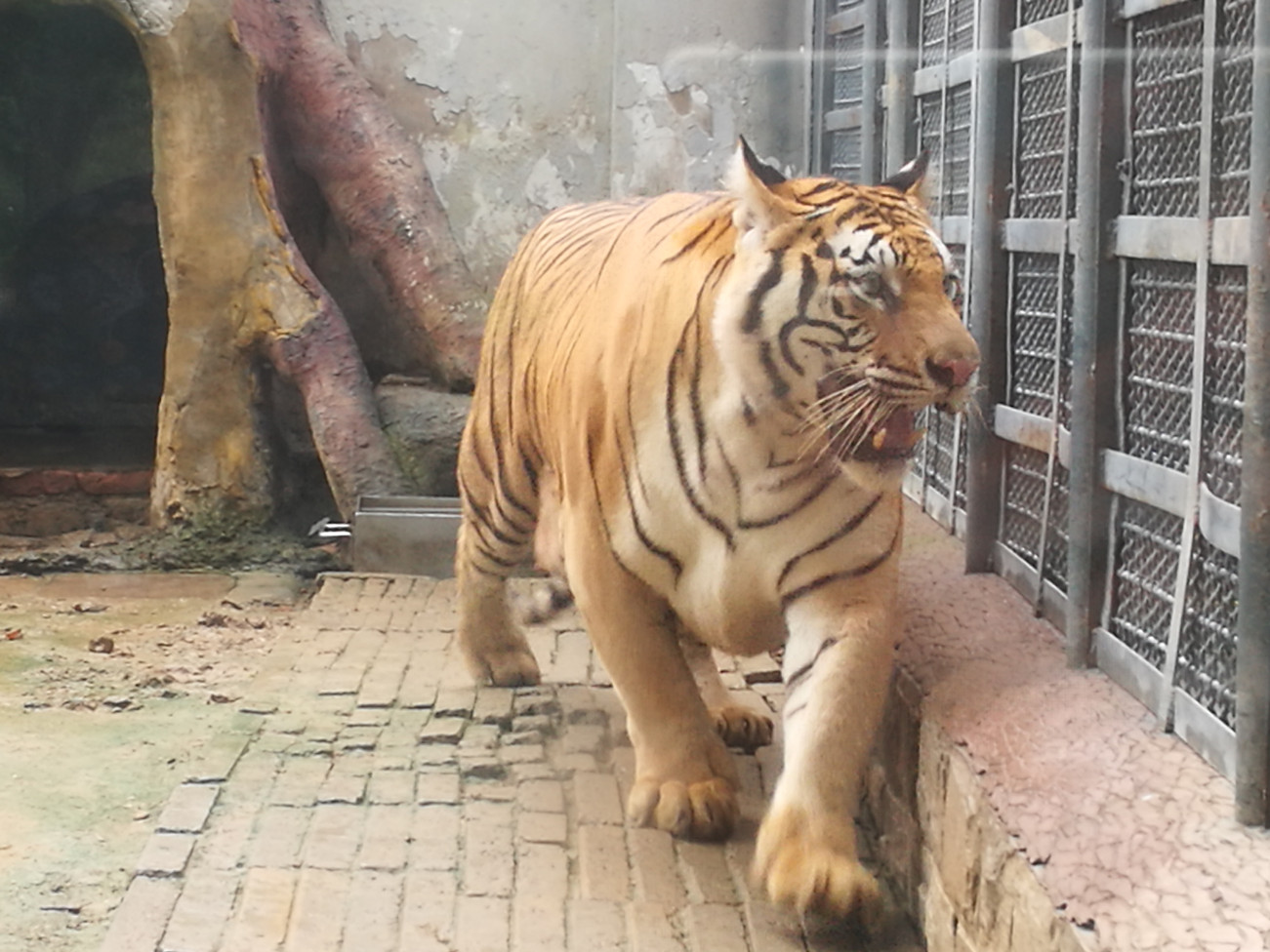 铁汉有柔情吗？看看老虎的繁殖与交配，了解冷门的知识点