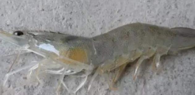 对虾在养殖中遇到的问题,对虾养殖池塘虫子多怎么办