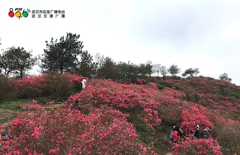 春光恰好清明小长假赏花指南,清明小长假花海